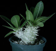 Pachypodium cf eburneum - Tropiflora