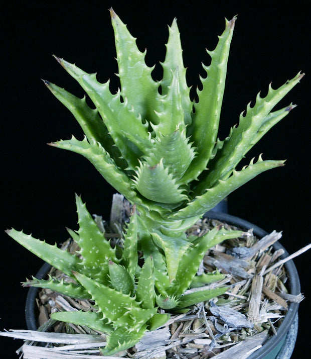 Aloe dorotheae x juvenna