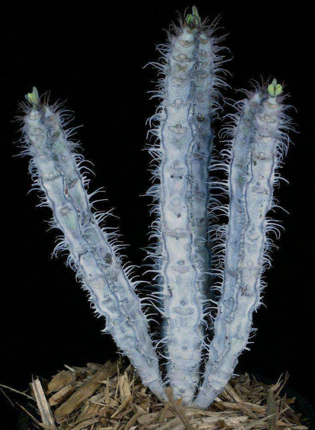 Euphorbia iharanae - Tropiflora