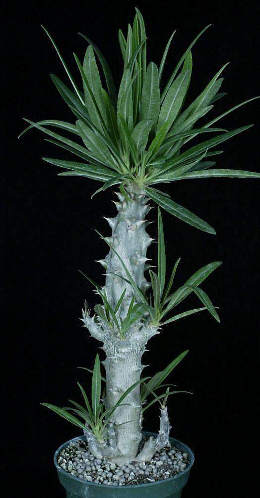 Pachypodium rosulatum 'Mandritsara' - Tropiflora