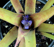 xBillmea 'Casper' - Tropiflora