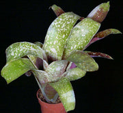 Billbergia 'Allison Sill' - Tropiflora