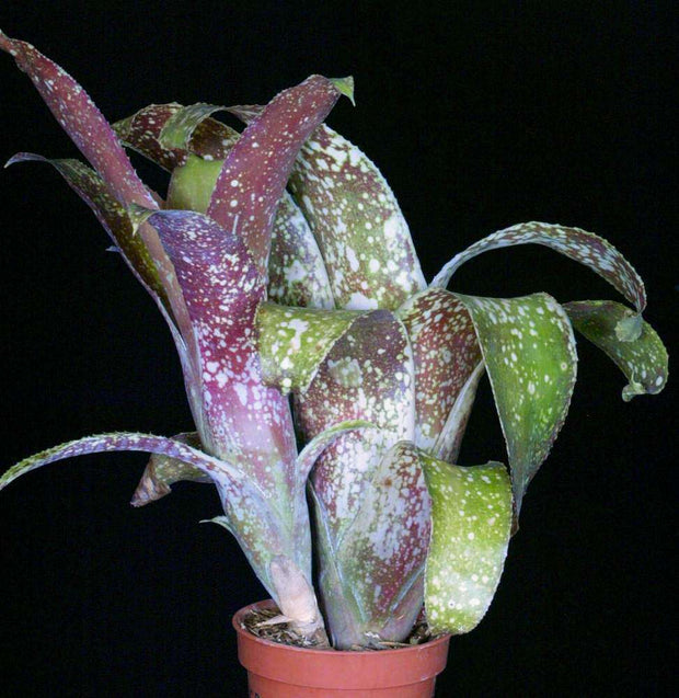 Billbergia 'Allison Sill' - Tropiflora