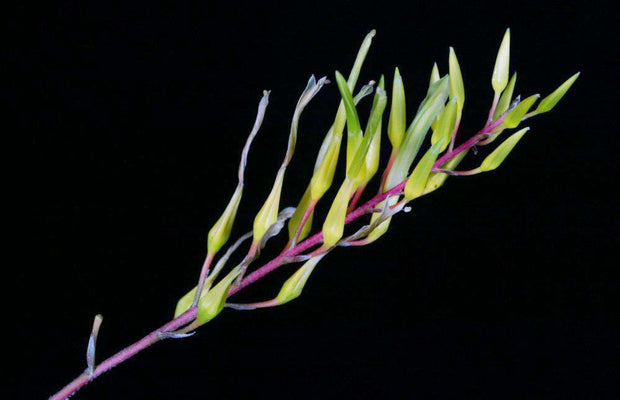 Pitcairnia chiapensis - Tropiflora