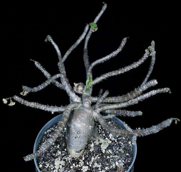 Euphorbia razafindratsirae - Tropiflora