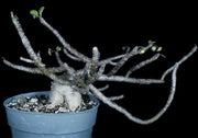 Euphorbia razafindratsirae - Tropiflora
