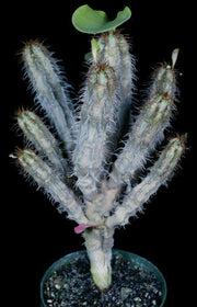 Euphorbia capmanambatoensis - Tropiflora