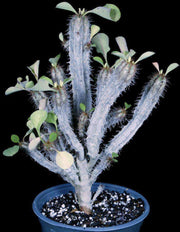Euphorbia capmanambatoensis - Tropiflora