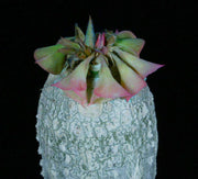 Euphorbia ankarensis - Tropiflora