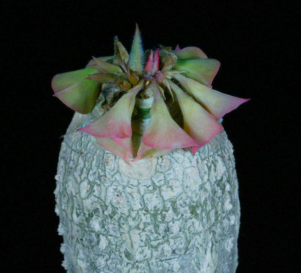 Euphorbia ankarensis - Tropiflora