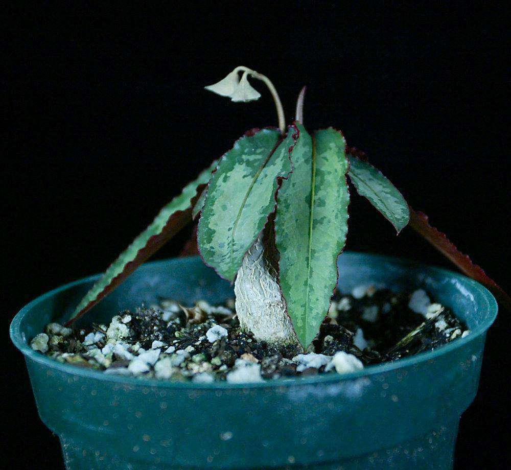 Euphorbia cremersii – Tropiflora