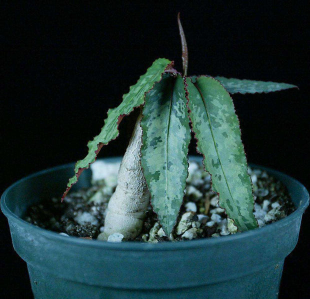 Euphorbia cremersii - Tropiflora
