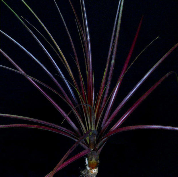 xNidusincoraea 'Selby' SEL2007-0594 - Tropiflora