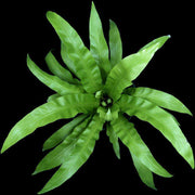 Asplenium antiquum 'Japanese Birdnest' - Tropiflora