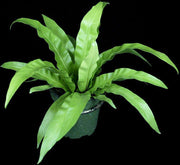 Asplenium antiquum 'Japanese Birdnest' - Tropiflora