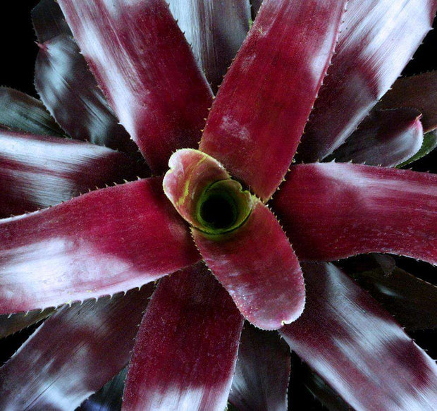 Neoregelia 'The Duke' - Tropiflora