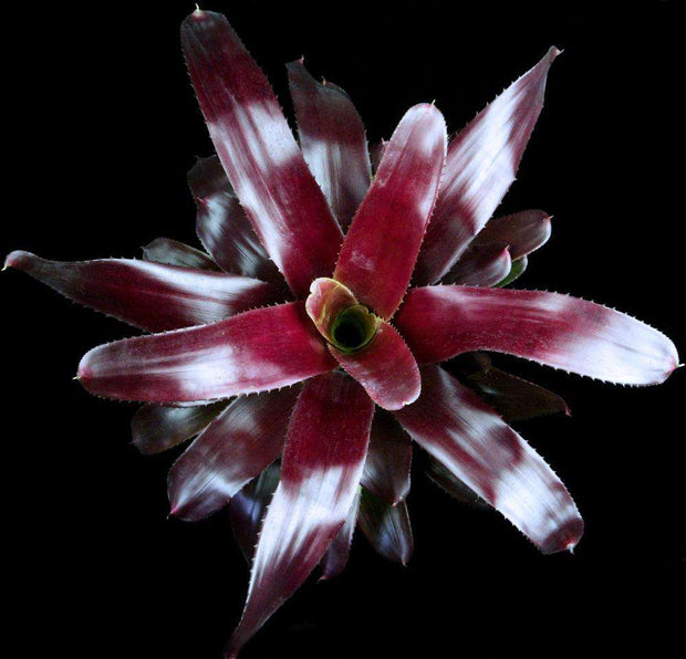 Neoregelia 'The Duke' - Tropiflora