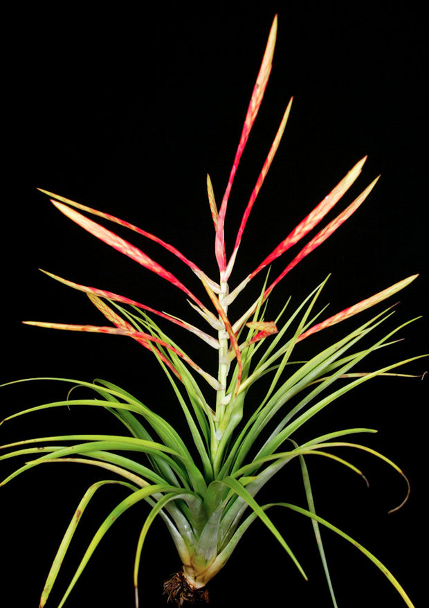 Tillandsia flabellata viridifolia