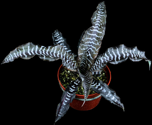 Cryptanthus 'Bonnie'