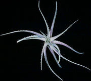 Forzzaea leopoldo-horstii SEL1992-0080 - Tropiflora