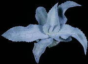 Agave gypsophila 'Blue Wave'