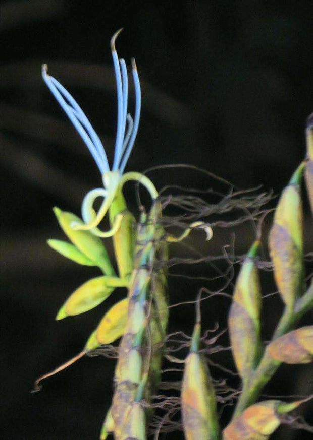 Alcantarea turgida - Tropiflora