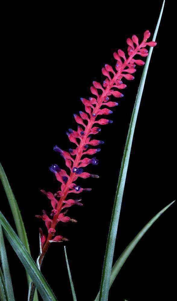 Neoglaziovia variegata (concolor form) - Tropiflora