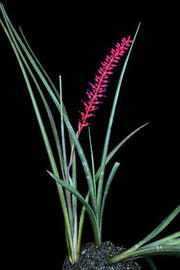 Neoglaziovia variegata (concolor form) - Tropiflora