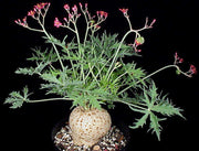 Jatropha cathartica - Tropiflora