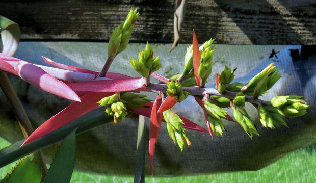Aechmea x lanjouwii SEL2006-0109 Suriname - Tropiflora