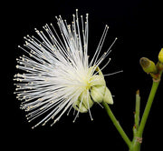 Pseudobombax ellipticum (White Flower)