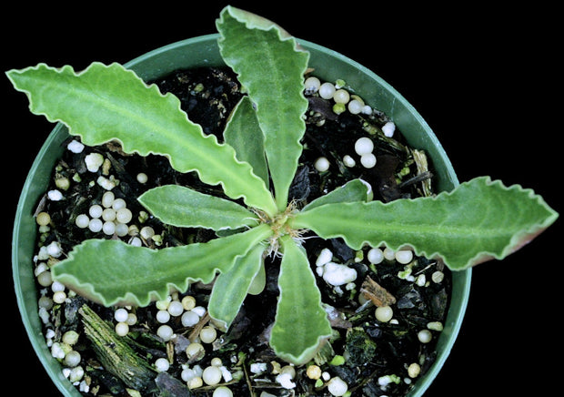 Euphorbia francoisii v. crassicaulis