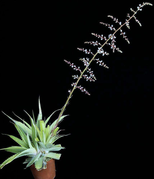 Hechtia rosea x lanata – Tropiflora