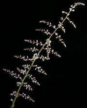 Hechtia rosea x lanata - Tropiflora