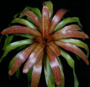 Neoregelia 'Velox' - Tropiflora