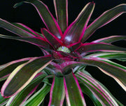 Neoregelia 'Larnach's Enchantment' albomarginated - Tropiflora