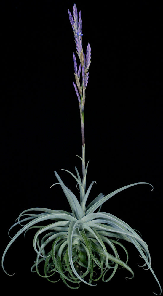 Tillandsia duratii x recurvifolia