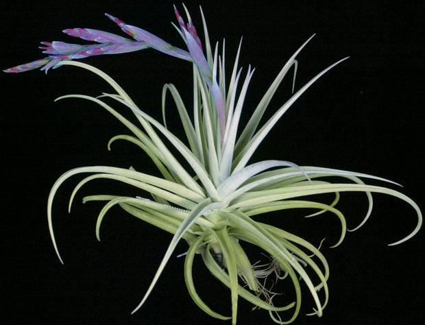 Tillandsia duratii x recurvifolia