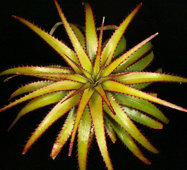 Deuterocohnia brevispicata - Tropiflora