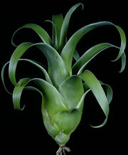 Catopsis subulata - Tropiflora
