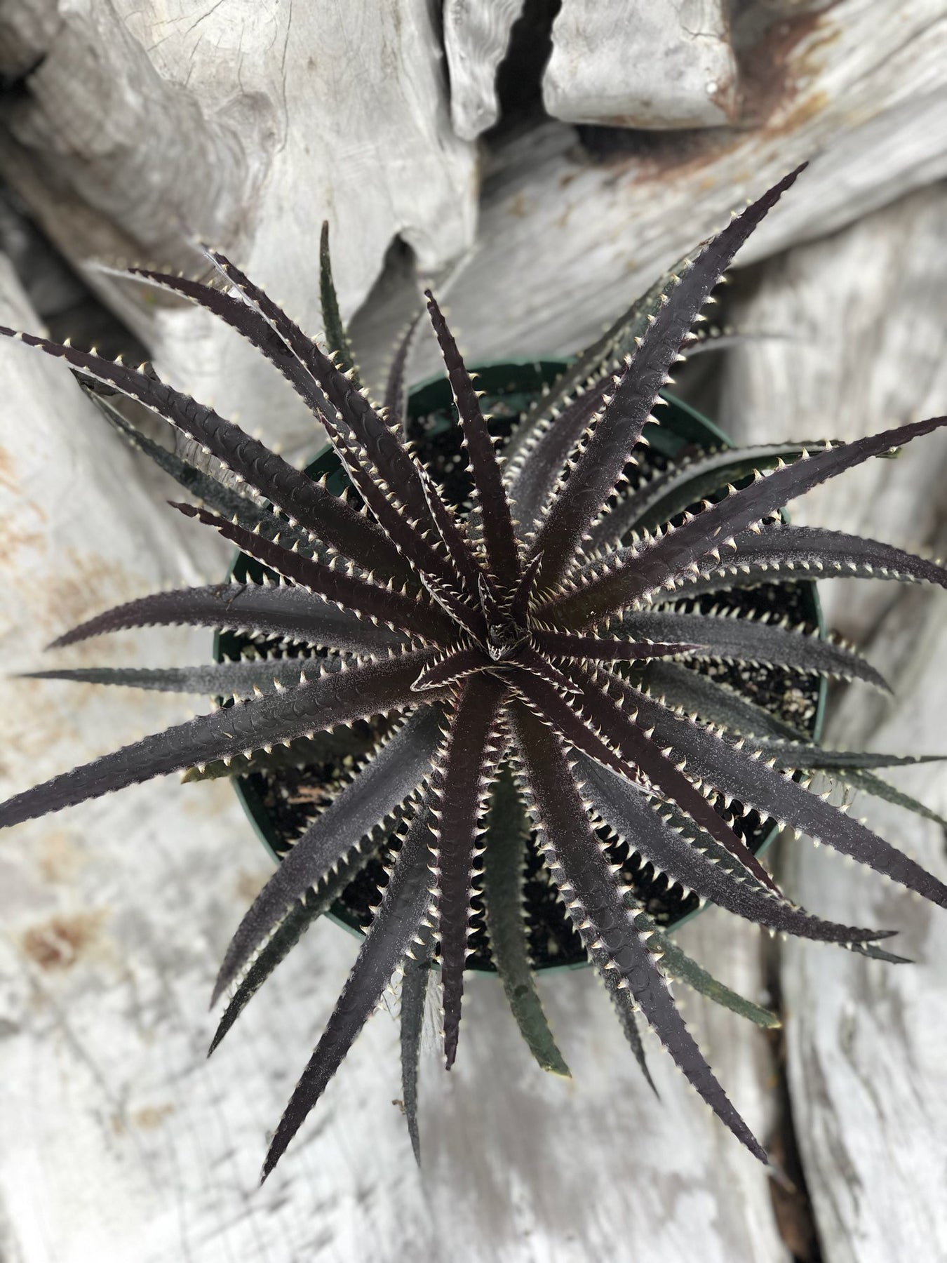 Dyckia 'Arizona' f2 – Tropiflora