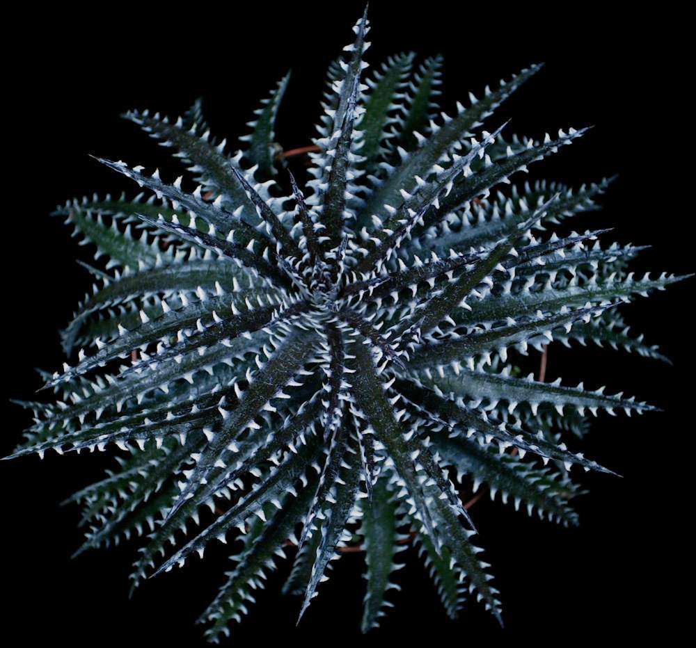 Dyckia 'Arizona' f2 – Tropiflora