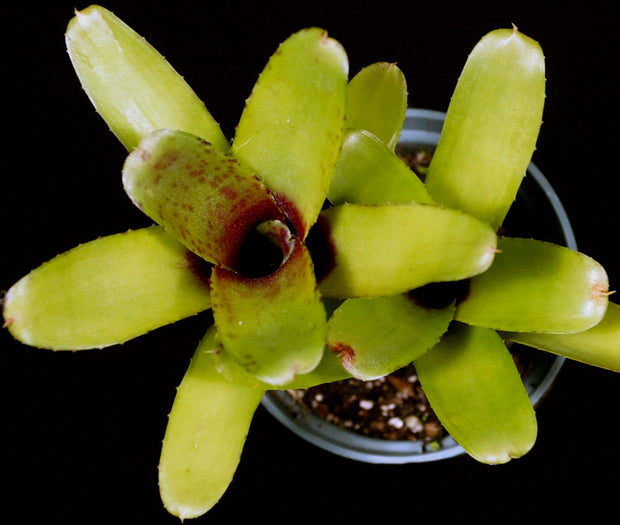 Neoregelia 'Lillipet' clone #3