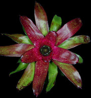 Neoregelia 'Acclaim' - Tropiflora