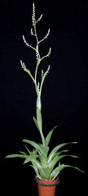 Catopsis morreniana - Tropiflora