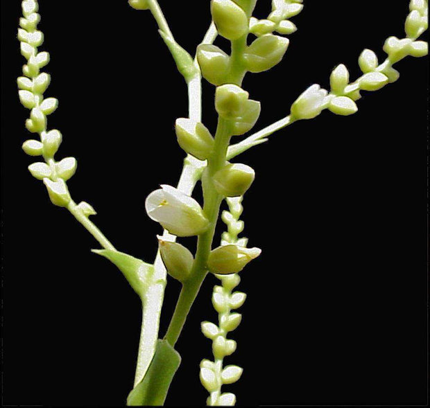 Catopsis morreniana - Tropiflora