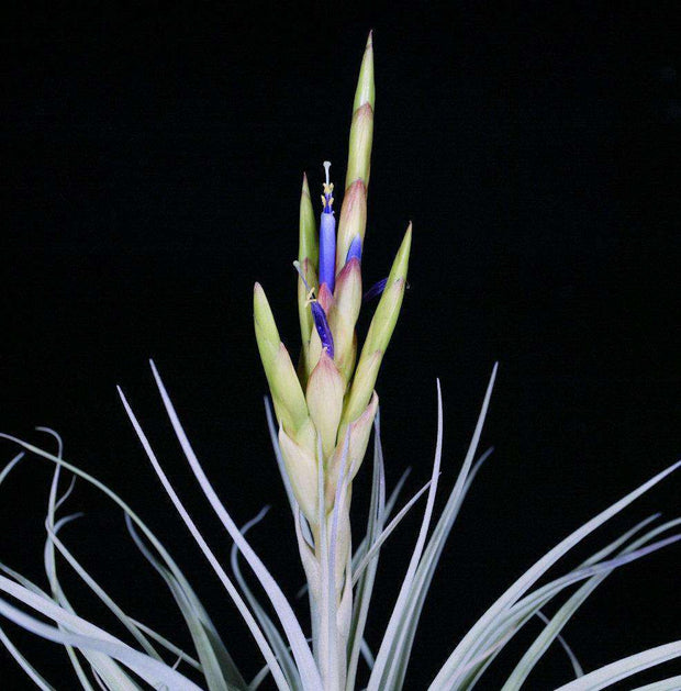 Tillandsia 'Chevalieri' x fasciculata v. densispica - Tropiflora