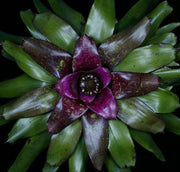 Neoregelia 'Australian Affair' - Tropiflora
