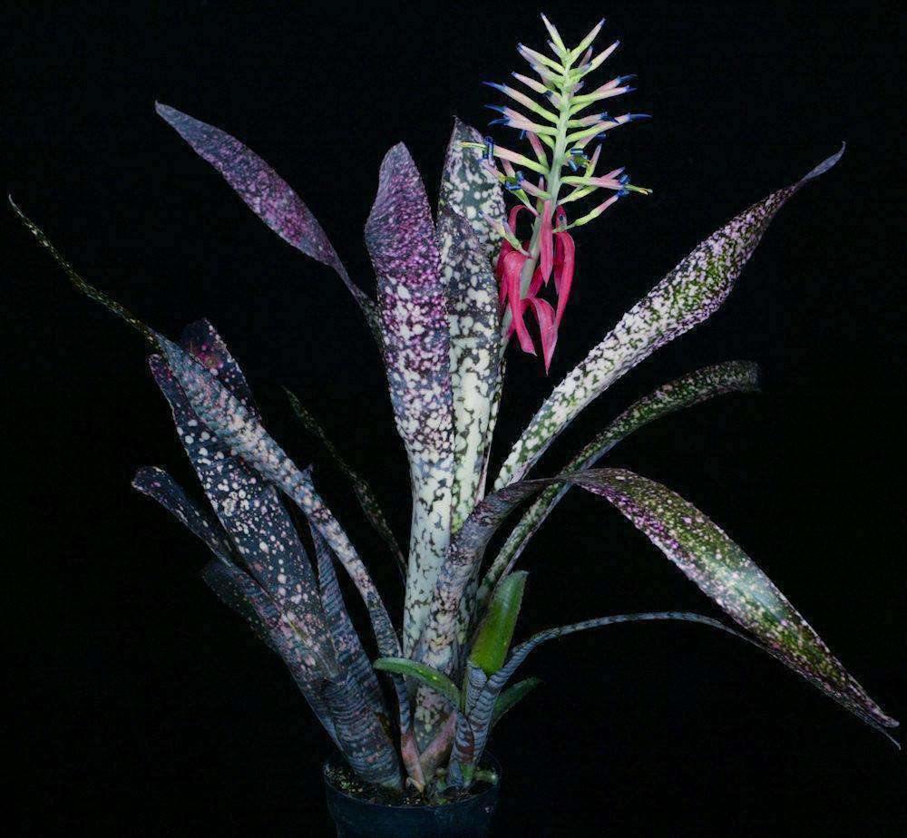 Billbergia 'Novena' – Tropiflora