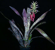 Billbergia 'Novena' - Tropiflora